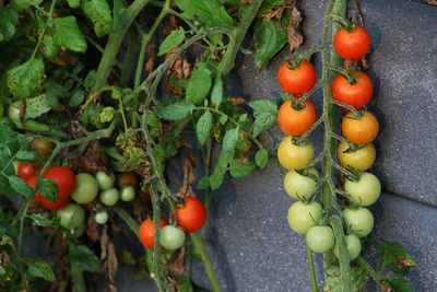 Close-up of fruits growing on plant