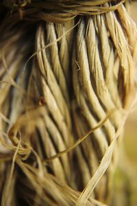 Close-up of rope tied up on plant