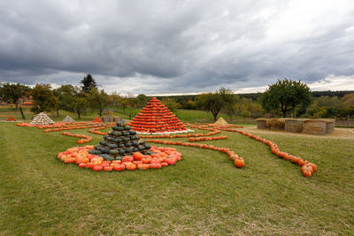 View of corn on field against sky