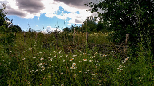 Plants growing on field against sky