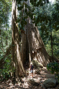 Woman standing by tree trunks in forest