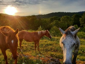 Beautiful sunrise over my horses