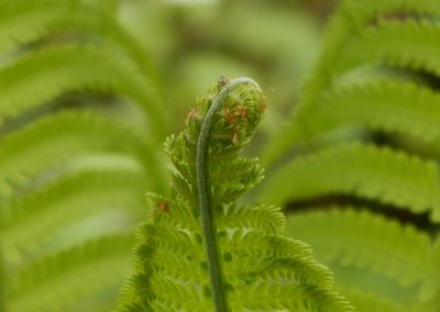 Close-up of insect on plant