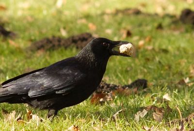 Bird on grassy field