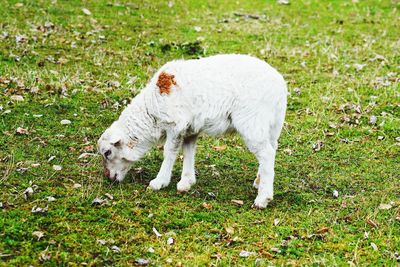 Sheep standing in a field