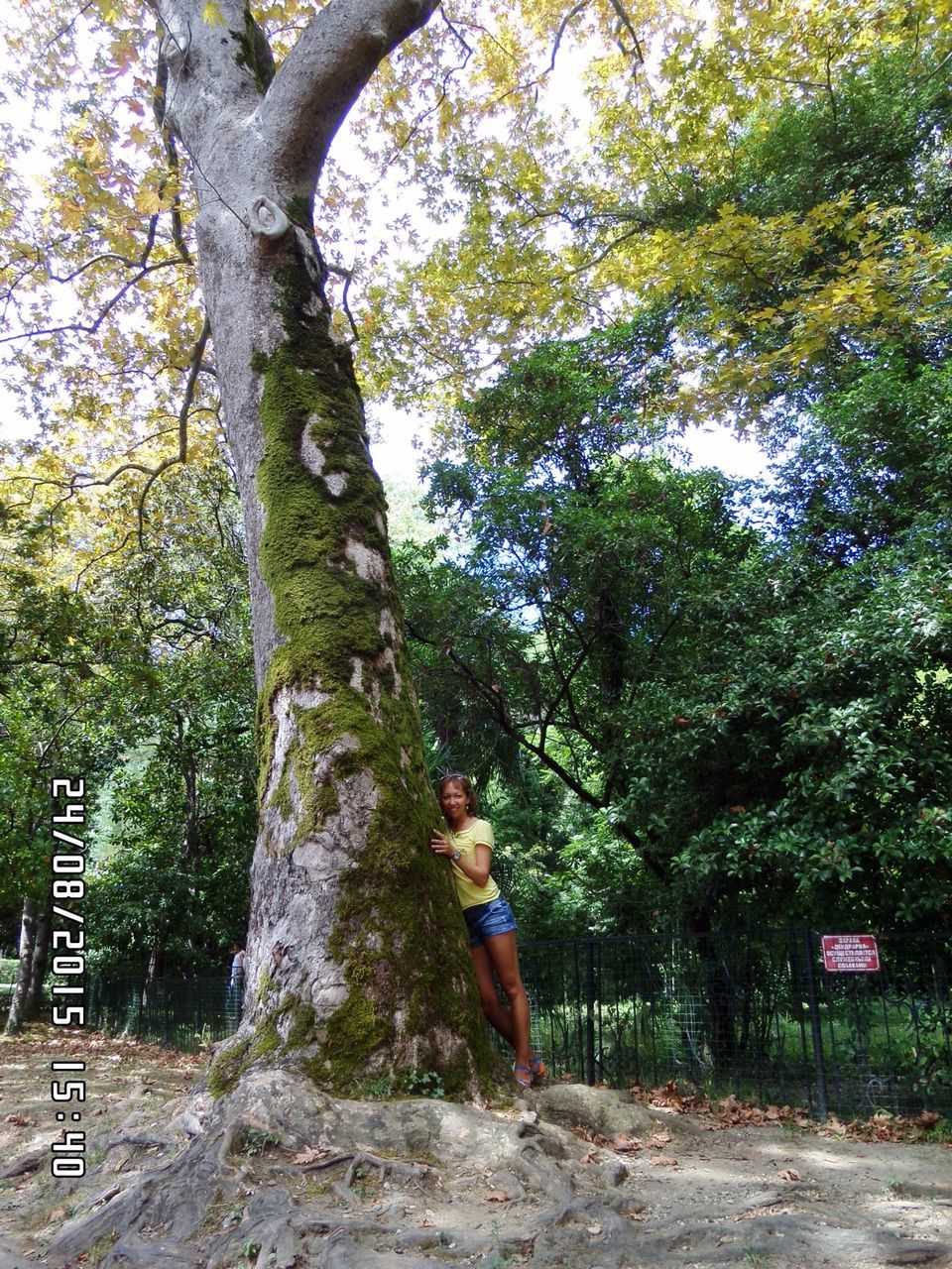 tree, tree trunk, full length, growth, lifestyles, branch, leisure activity, forest, casual clothing, nature, day, outdoors, green color, standing, park - man made space, rear view, wood - material, woodland