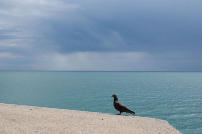 Bird perching on beach against sky