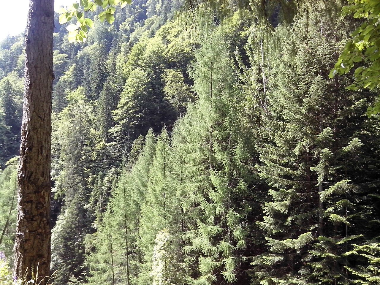 tree, forest, growth, nature, tranquility, beauty in nature, scenics, tranquil scene, tree trunk, green color, water, day, non-urban scene, idyllic, woodland, plant, outdoors, no people, lush foliage, moss