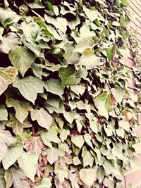 Leaves on plant