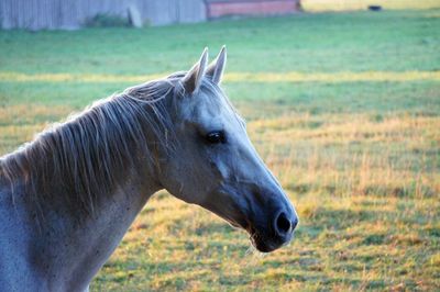 Side view of horse on field