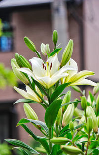 Close-up of flowering plant