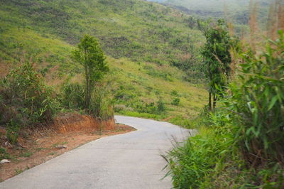 Road amidst trees and plants