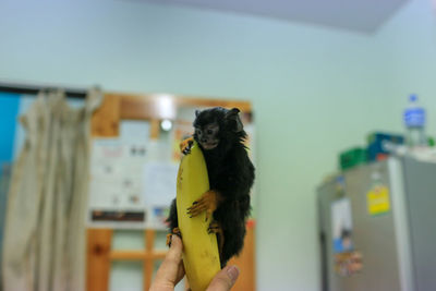 Cropped hand of veterinarian holding infant with banana in hospital