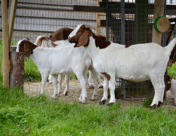 Goats standing at shed