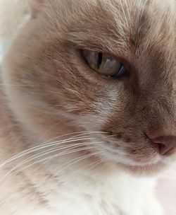 Close-up portrait of cat