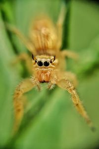 Close-up of spider