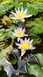 Close-up of lotus water lily in pond