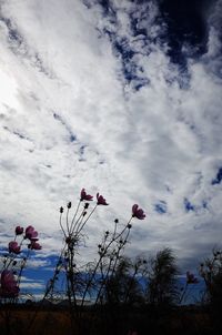 Low angle view of flowering plants against sky