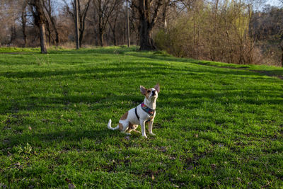 Dog running on grassy field