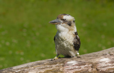 Close-up of bird perching on wood