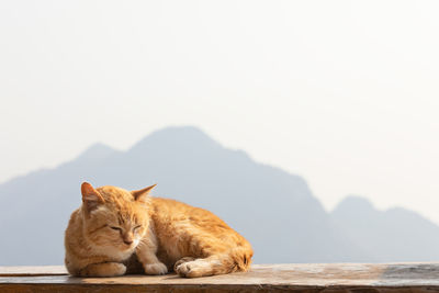 Cat relaxing on mountain against clear sky