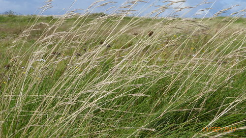 Close-up of wheat growing on field