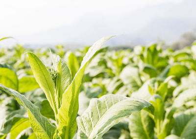 Close-up of fresh green plant in field