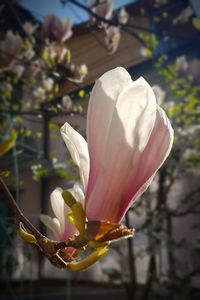 Close-up of flower blooming outdoors