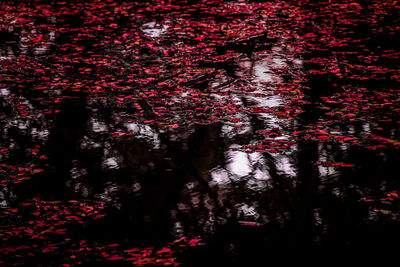 Low angle view of red flowering tree