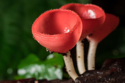 Close-up of red mushroom growing on plant