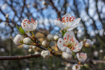 Close-up of cherry blossoms in spring