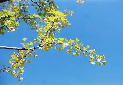 Low angle view of flowering tree against clear blue sky