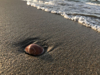 Close-up of shell on beach