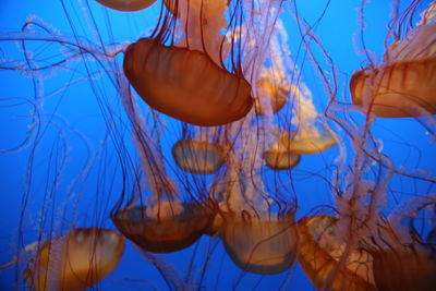 Close-up of coral underwater