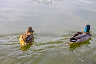 High angle view of ducks swimming in lake