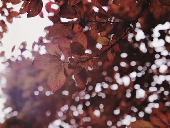 Low angle view of tree leaves during autumn