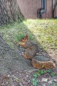 Close-up of squirrel