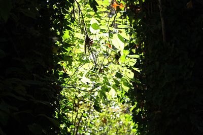 Low angle view of tree