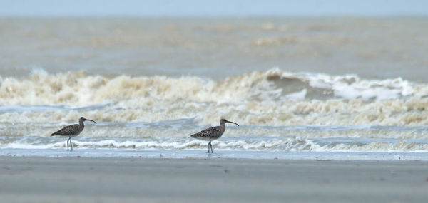 Seagulls on beach