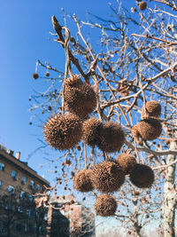 Low angle view of berries on tree against sky