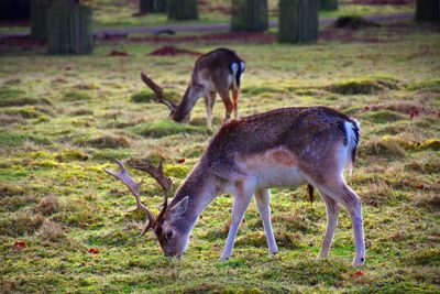 Deer standing in a field