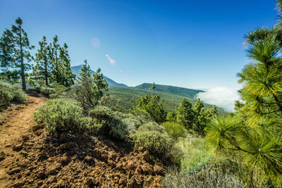 Trees on landscape against blue sky