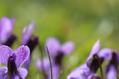 Close-up of pink flowers