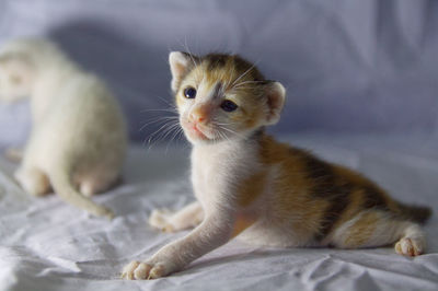 Cat resting on bed