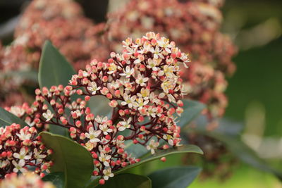 Close-up of flowering plant