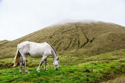 Horses in a field