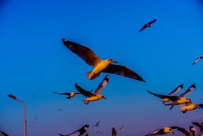 Low angle view of birds flying