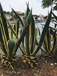 Close-up of plants in croatia