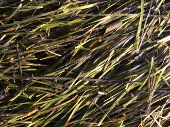 Full frame shot of plants