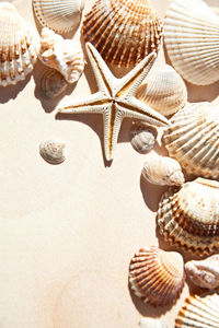 Close-up of seashells on table